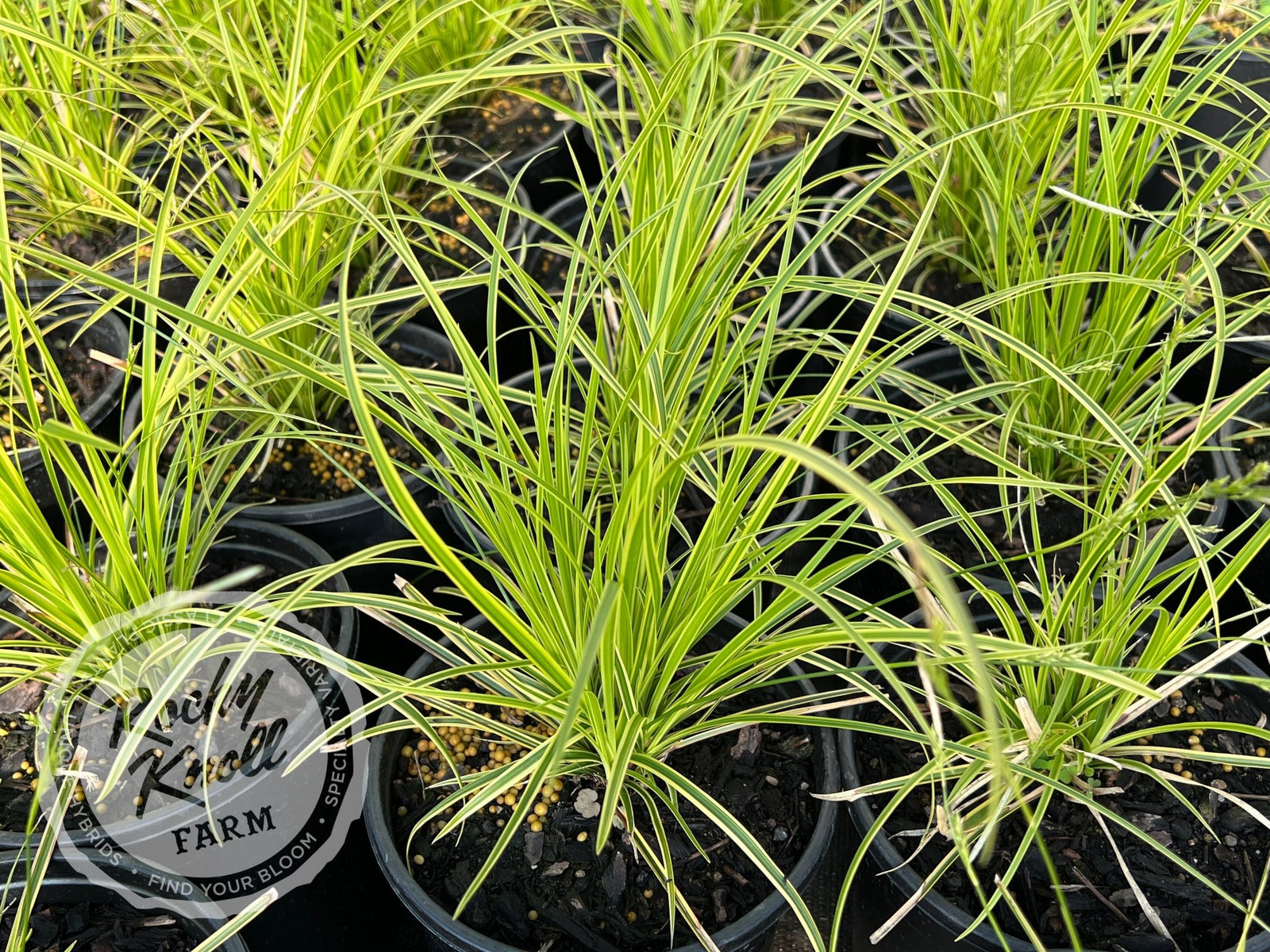 Carex 'Kaga-Nishiki' (Gold Fountains) - Rocky Knoll Farm