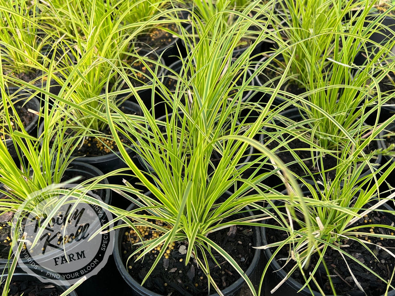 Carex ‘Kaga-Nishiki’ (Gold Fountains) plant from Rocky Knoll Farm