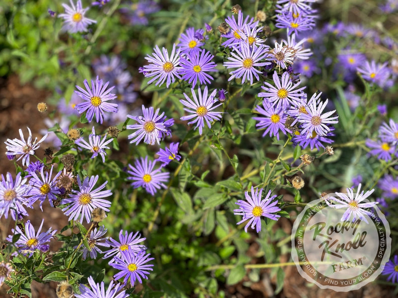 Mönch Aster x frikartii plant from Rocky Knoll Farm