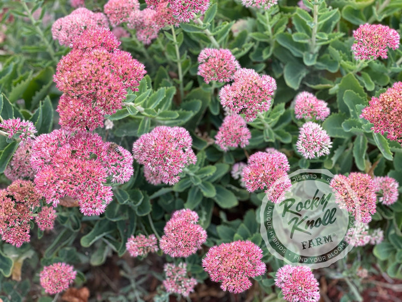 autumn joy succulent Sedum Autumn Joy