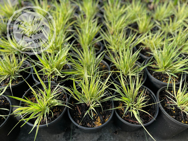 Variegated Moor Grass - Molinia caerulea plant from Rocky Knoll Farm