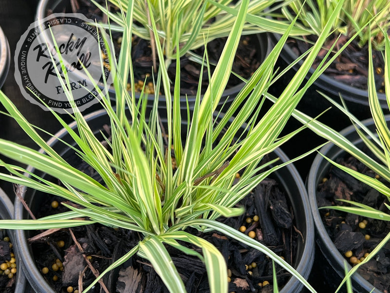 Variegated Moor Grass - Molinia caerulea plant from Rocky Knoll Farm