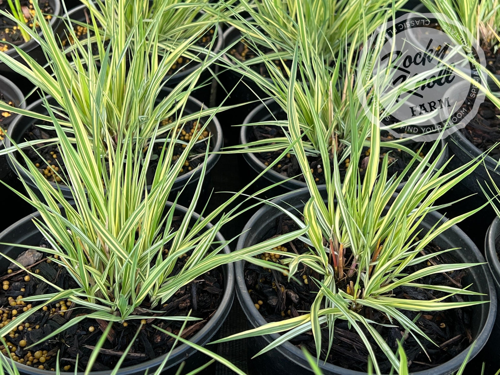Variegated Moor Grass - Molinia caerulea