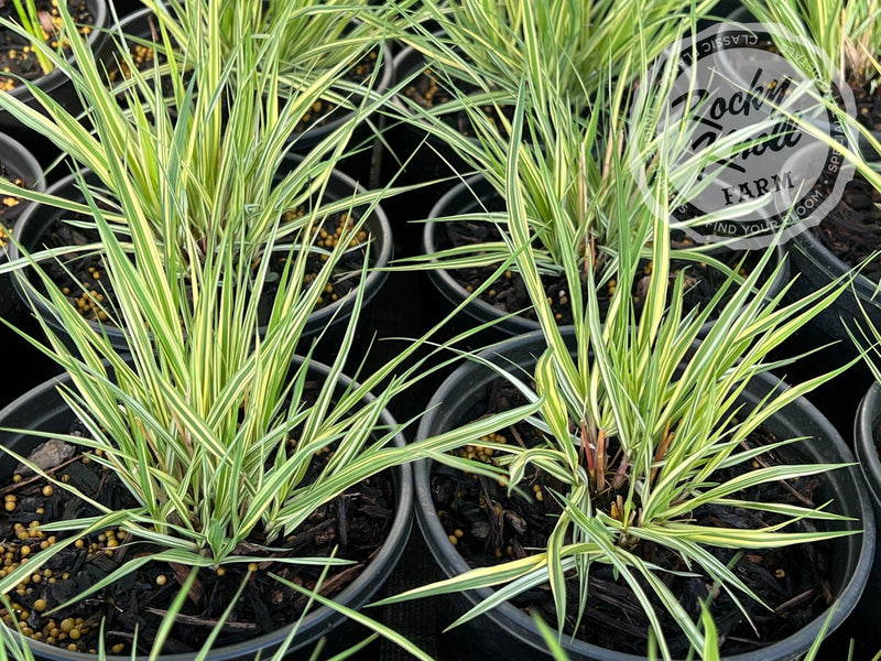 Variegated Moor Grass - Molinia caerulea plant from Rocky Knoll Farm