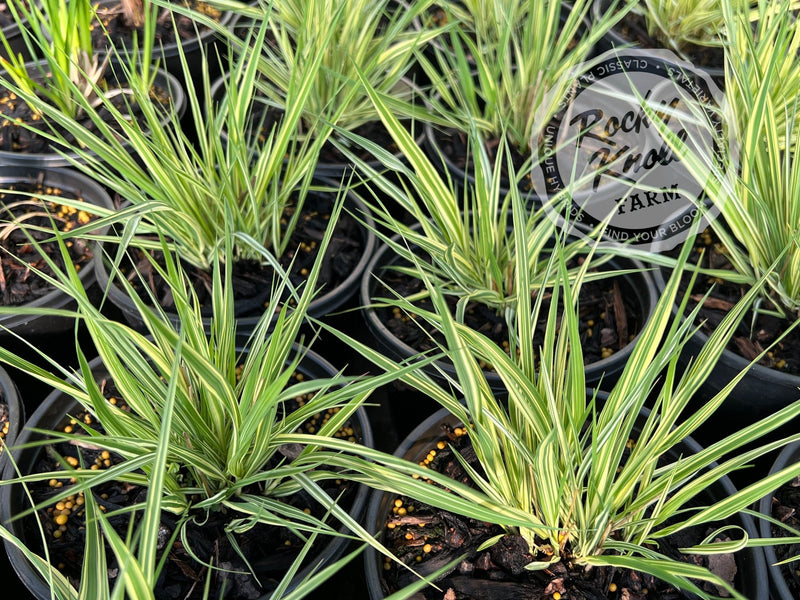 Variegated Moor Grass - Molinia caerulea plant from Rocky Knoll Farm