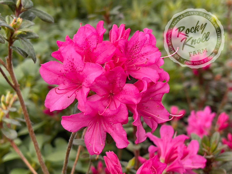 Ria Hardijzer plant from Rocky Knoll Farm