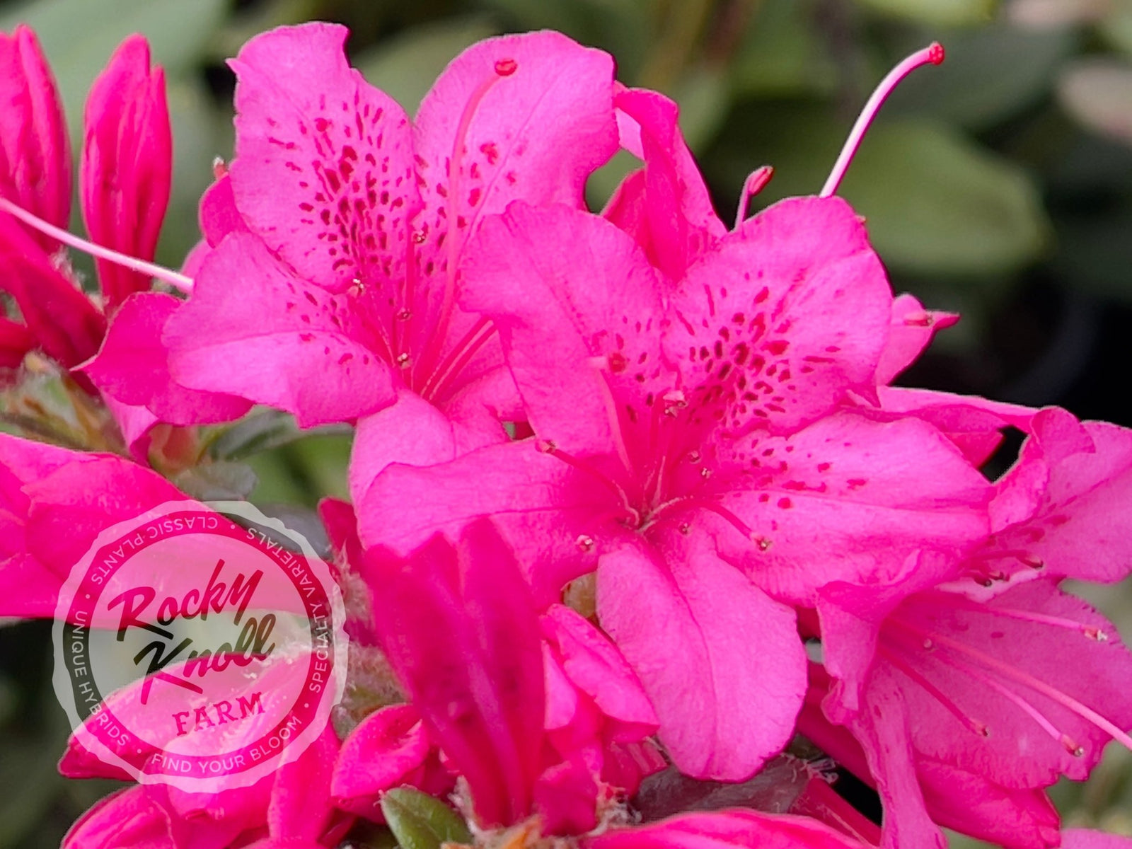 Ria Hardijzer - Rocky Knoll Farm