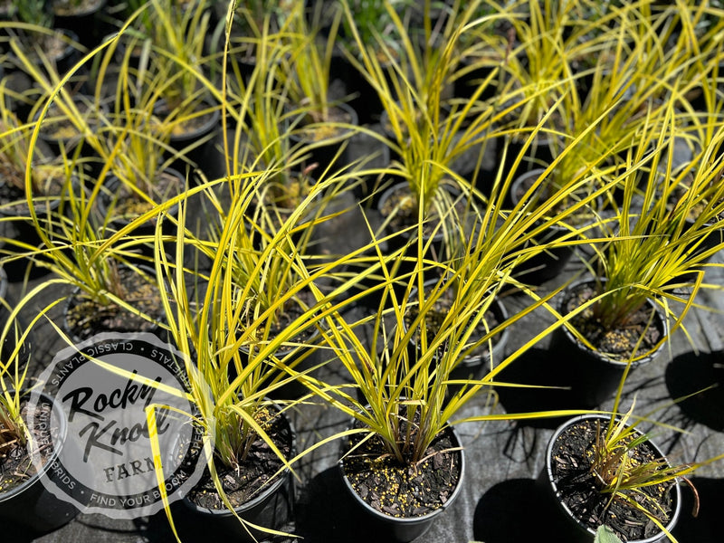 Carex elata - Bowles' Golden Sedge plant from Rocky Knoll Farm