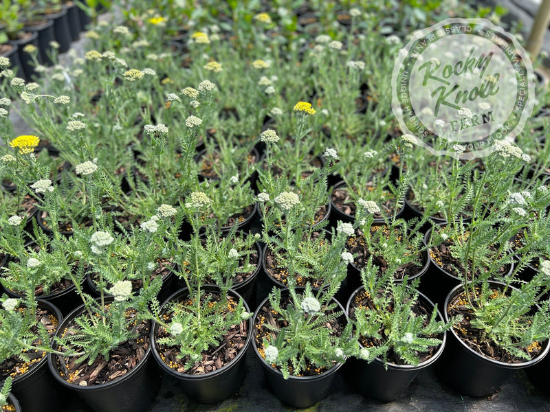 Achillea Little Moonshine plant from Rocky Knoll Farm