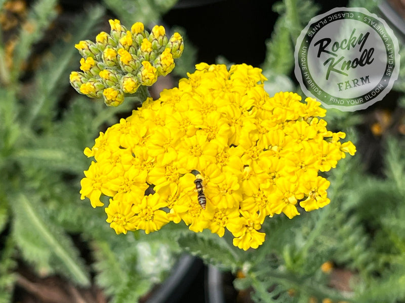 Achillea Little Moonshine plant from Rocky Knoll Farm
