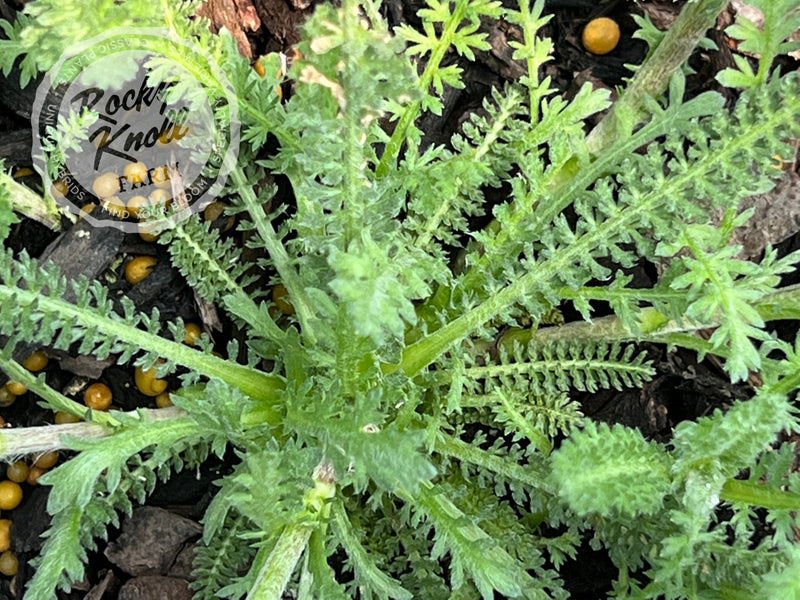 Achillea Little Moonshine plant from Rocky Knoll Farm