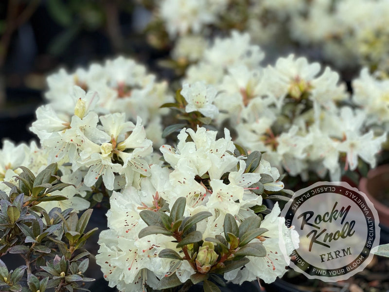 Cream Crest plant from Rocky Knoll Farm