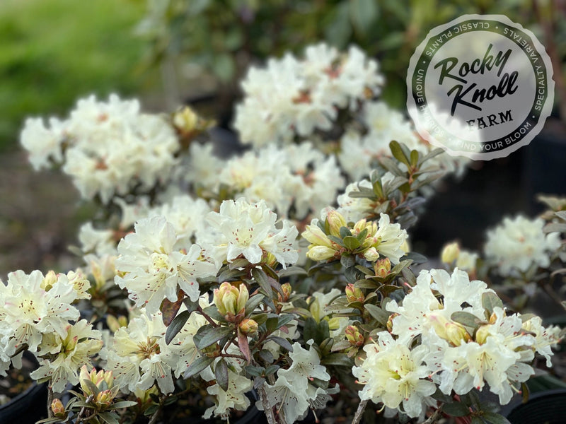 Cream Crest plant from Rocky Knoll Farm