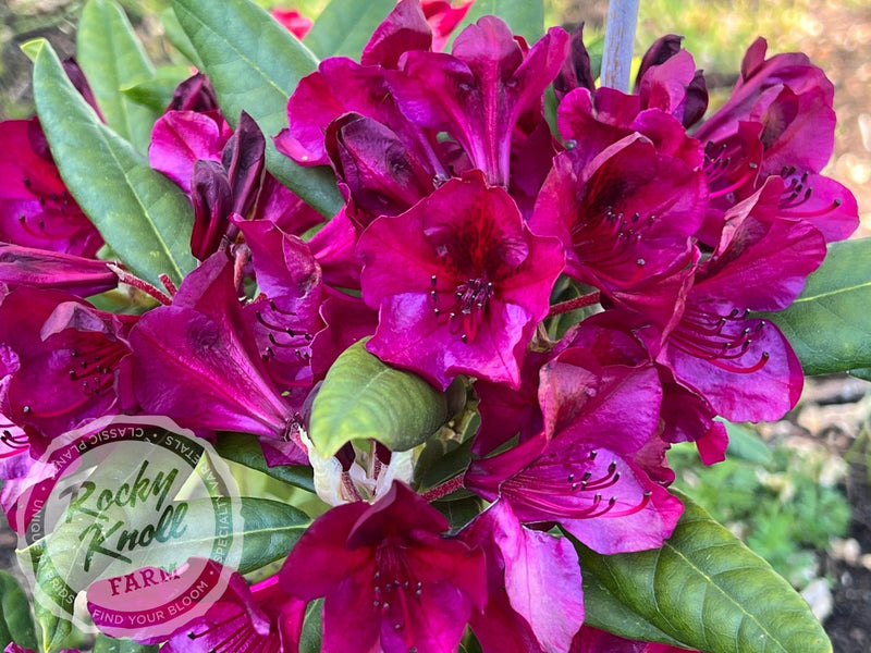 Black Sport plant from Rocky Knoll Farm