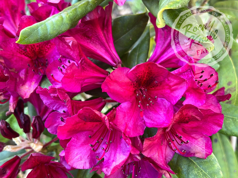 Black Sport plant from Rocky Knoll Farm