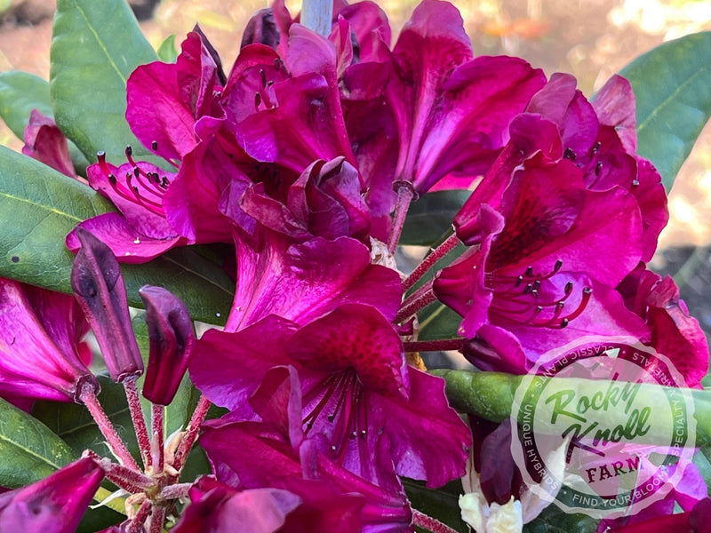 Black Sport plant from Rocky Knoll Farm