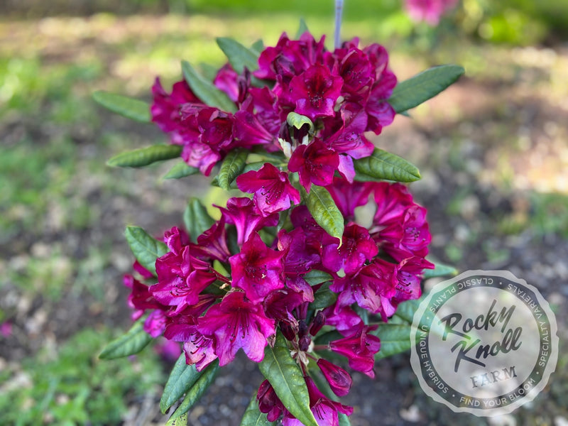 Black Sport plant from Rocky Knoll Farm