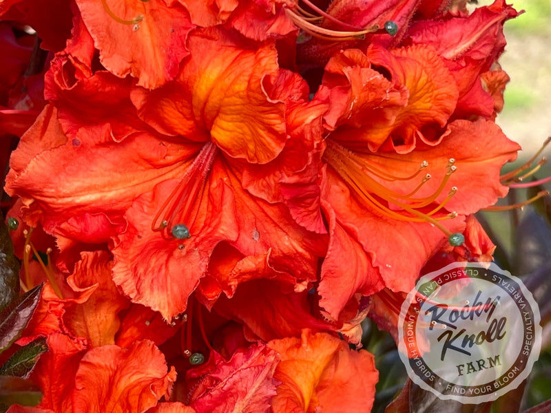 Mary Poppins plant from Rocky Knoll Farm