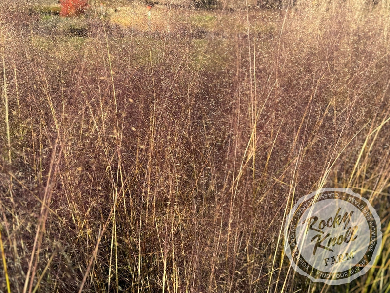 Pink Muhly Grass 'Fast Forward' - Muhlenbergia capillaris plant from Rocky Knoll Farm