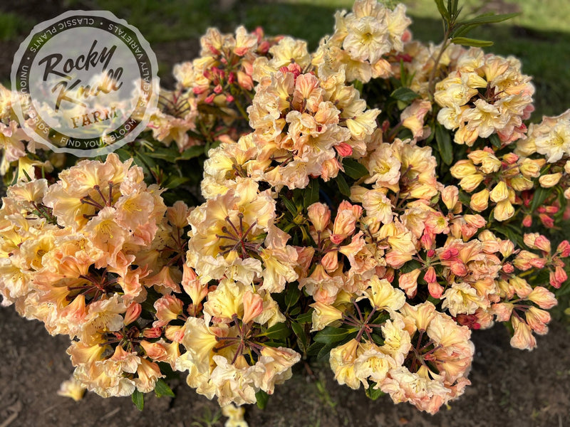 Bryce Canyon plant from Rocky Knoll Farm