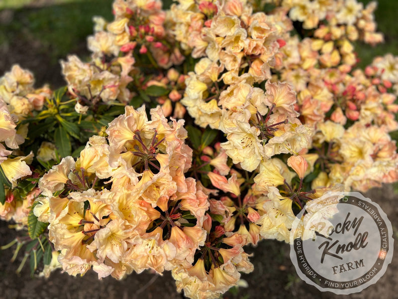 Bryce Canyon plant from Rocky Knoll Farm