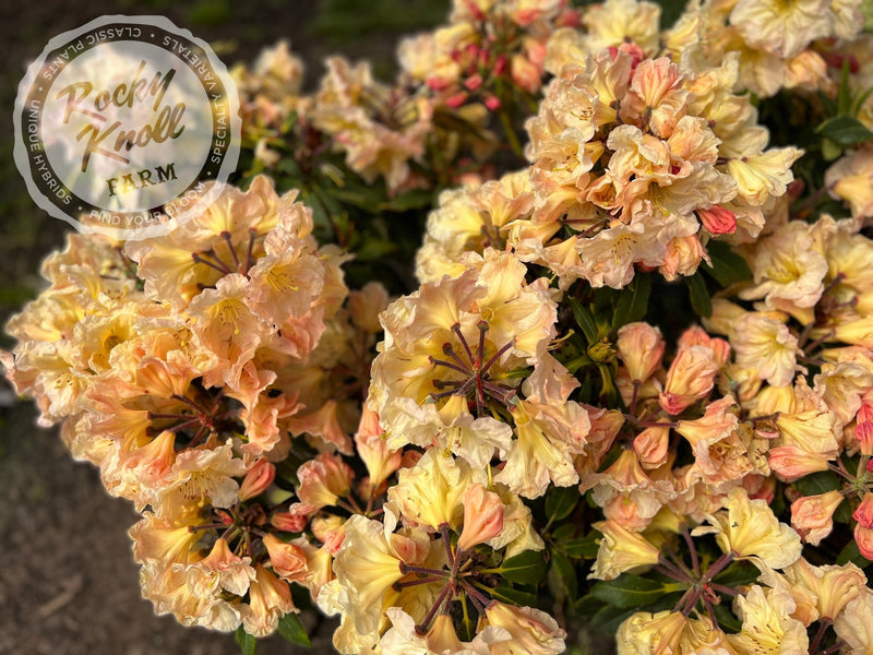 Bryce Canyon plant from Rocky Knoll Farm