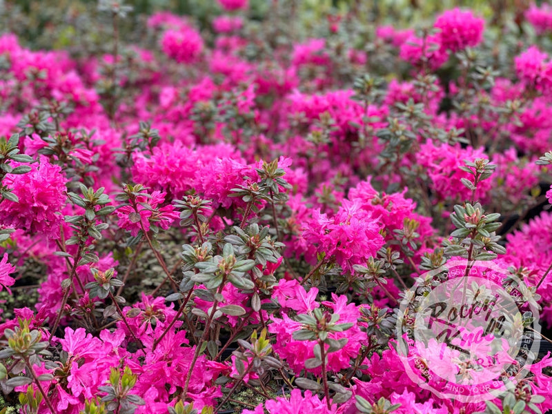 Ria Hardijzer plant from Rocky Knoll Farm