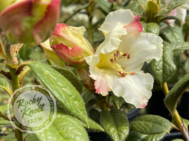 Else Frye plant from Rocky Knoll Farm
