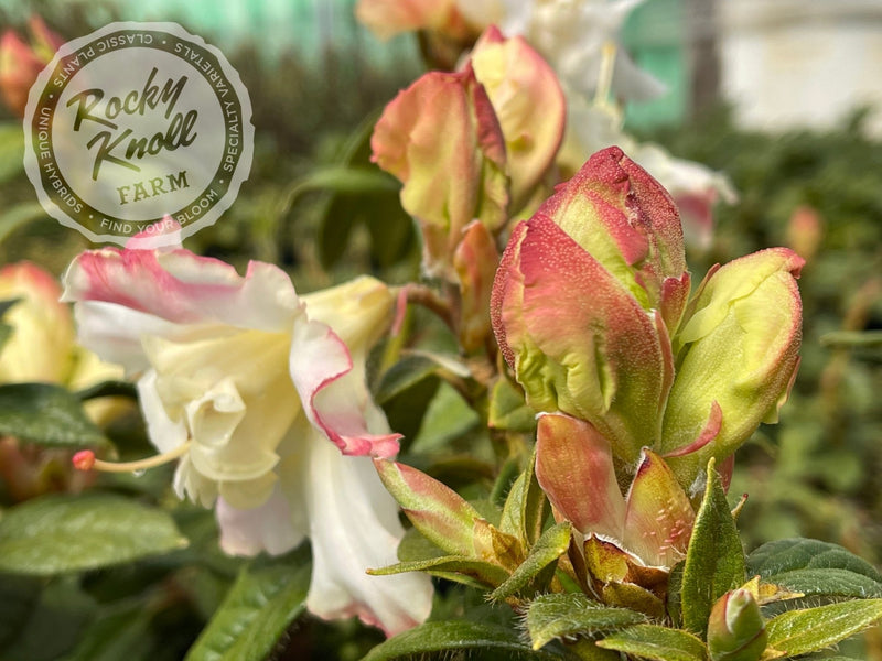 Else Frye plant from Rocky Knoll Farm