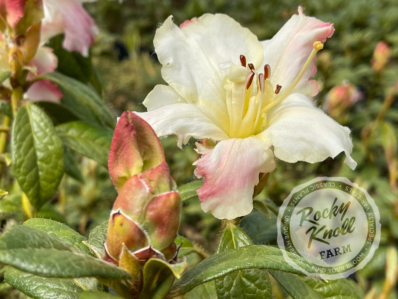 Else Frye plant from Rocky Knoll Farm