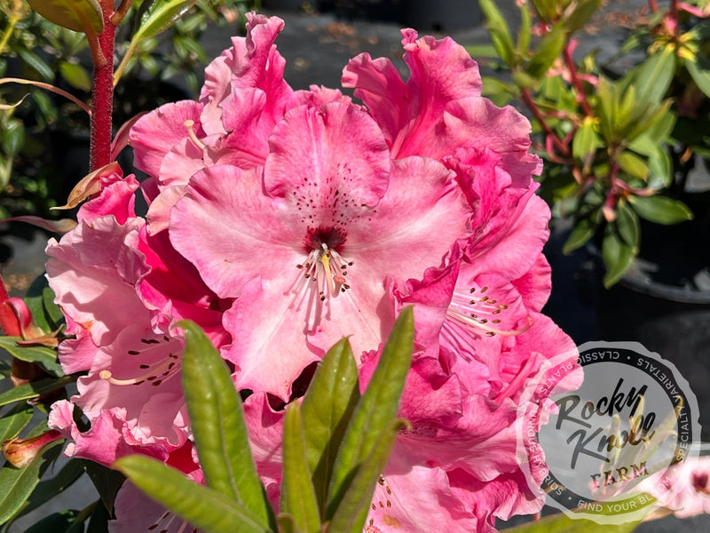 Mrs. Bernice Baker plant from Rocky Knoll Farm