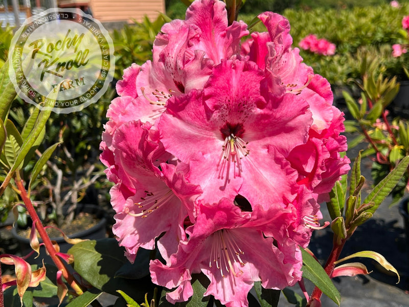 Mrs. Bernice Baker plant from Rocky Knoll Farm
