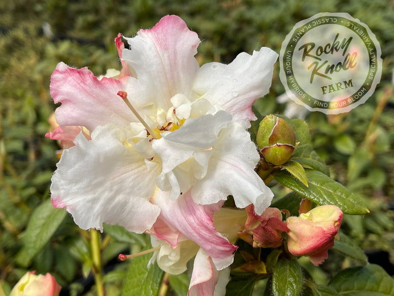 Else Frye plant from Rocky Knoll Farm