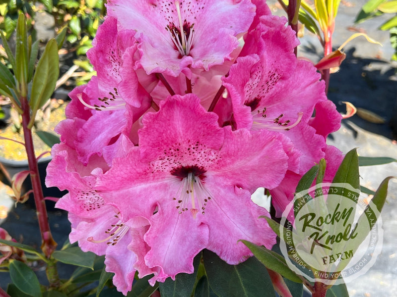 Mrs. Bernice Baker plant from Rocky Knoll Farm