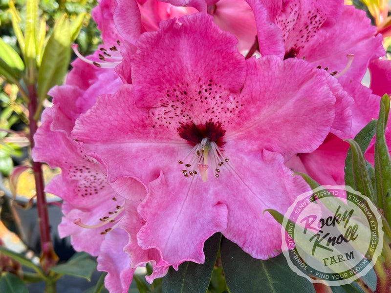 Mrs. Bernice Baker plant from Rocky Knoll Farm