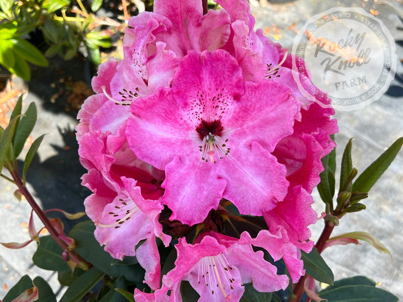 Mrs. Bernice Baker plant from Rocky Knoll Farm