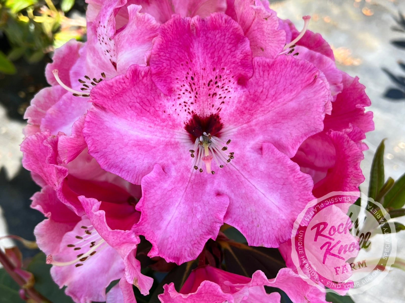 Mrs. Bernice Baker - Rocky Knoll Farm