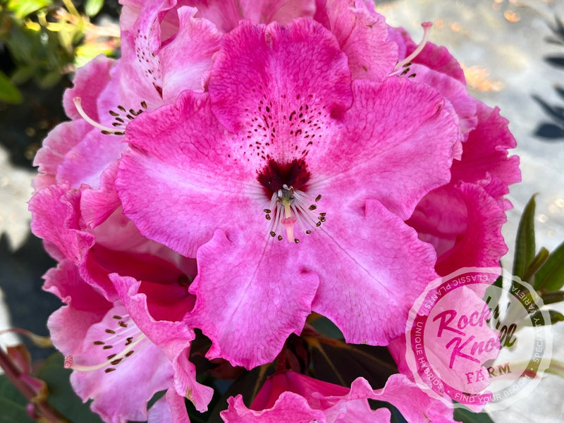 Mrs. Bernice Baker plant from Rocky Knoll Farm