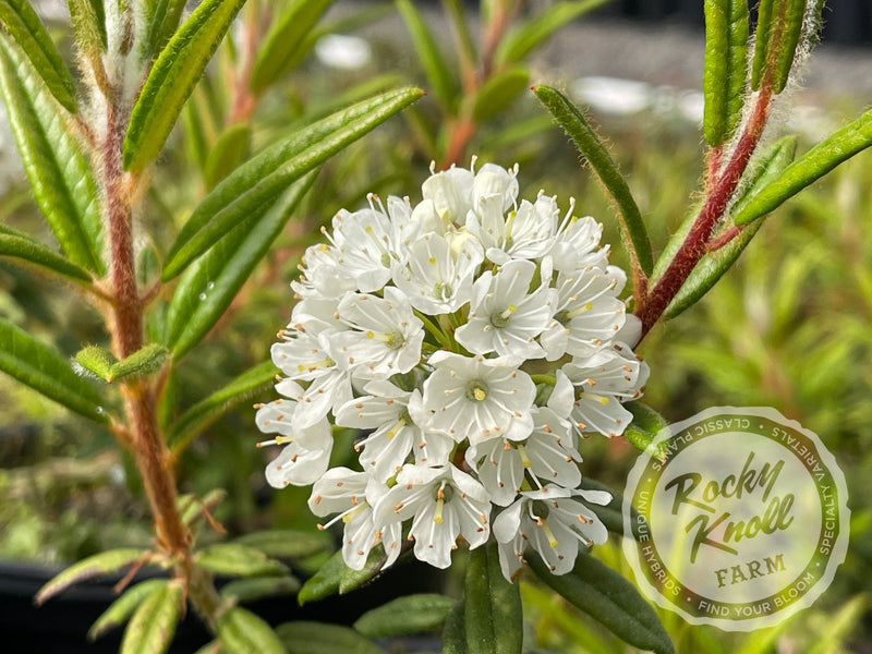 Milky Way plant from Rocky Knoll Farm