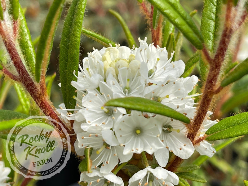 Milky Way plant from Rocky Knoll Farm