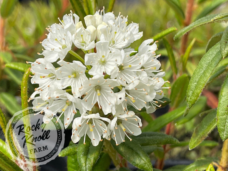 Milky Way plant from Rocky Knoll Farm