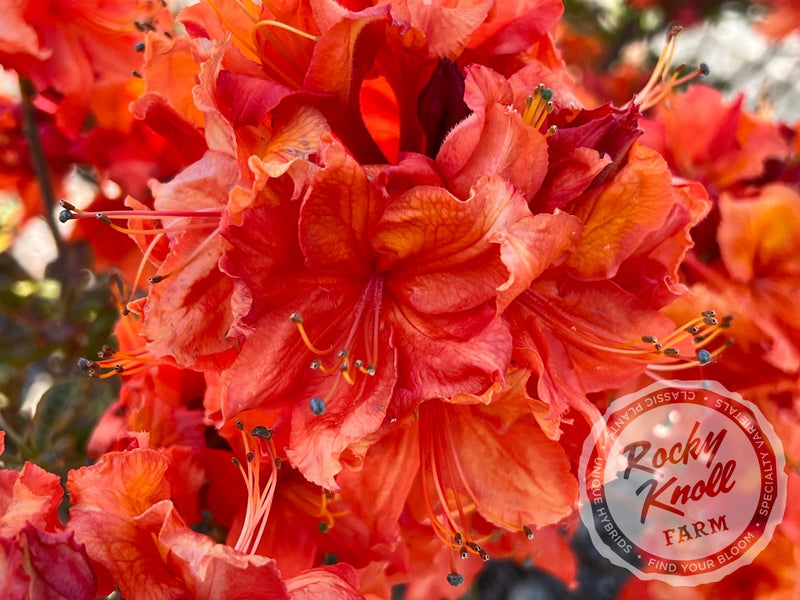 Mary Poppins plant from Rocky Knoll Farm