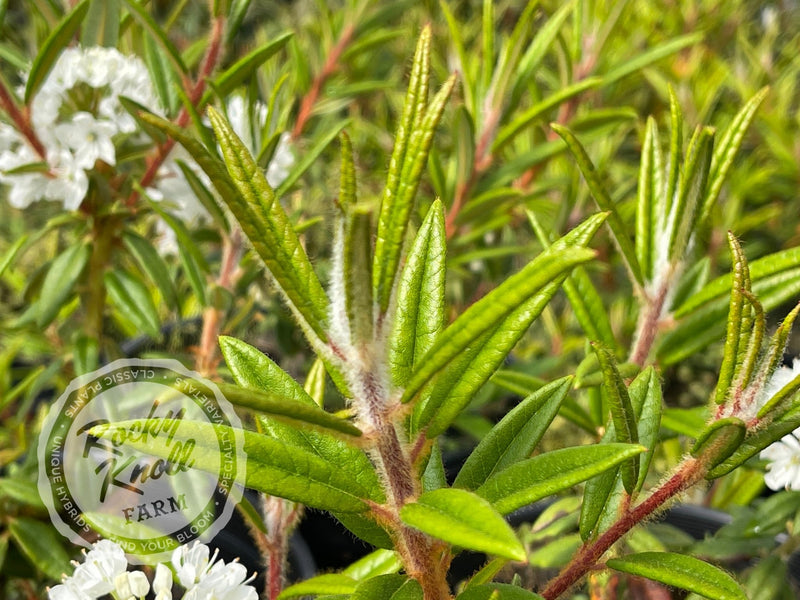Milky Way plant from Rocky Knoll Farm