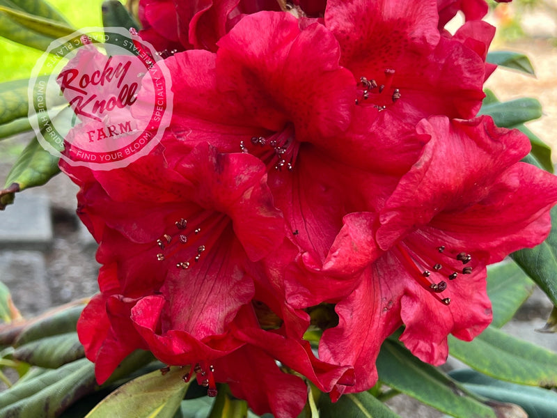 Captain Jack plant from Rocky Knoll Farm
