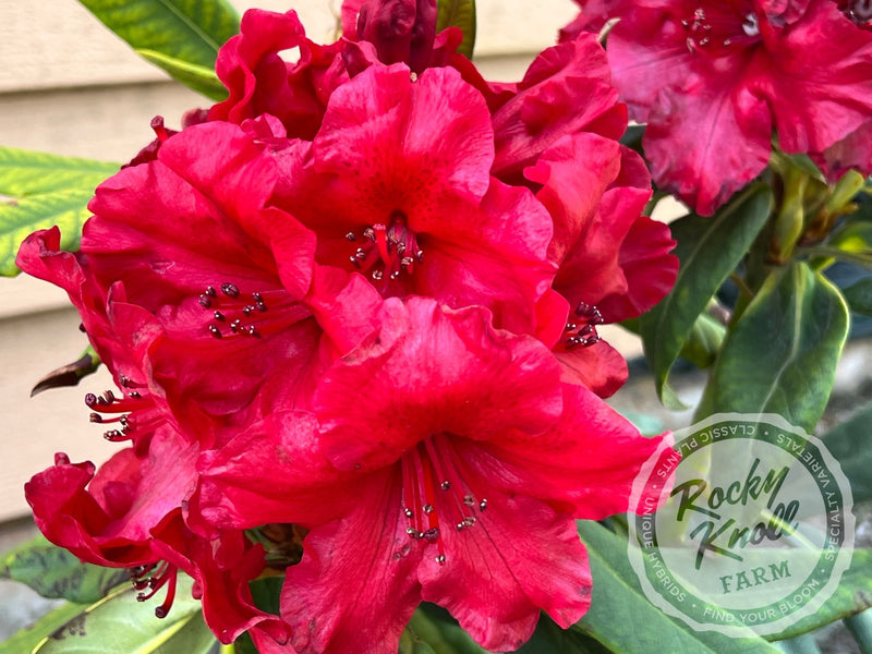 Captain Jack plant from Rocky Knoll Farm