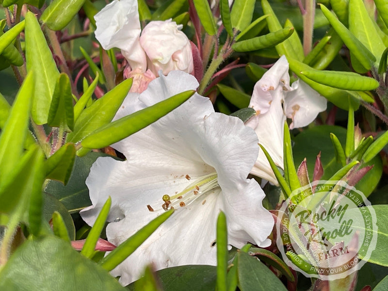 Kimberly plant from Rocky Knoll Farm