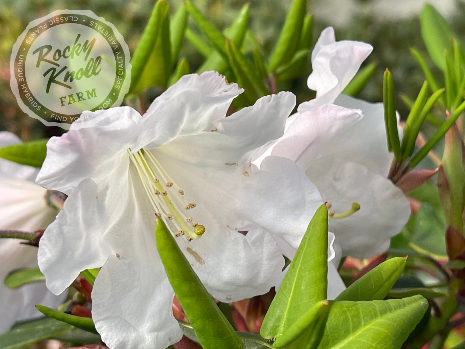 Kimberly - Rocky Knoll Farm