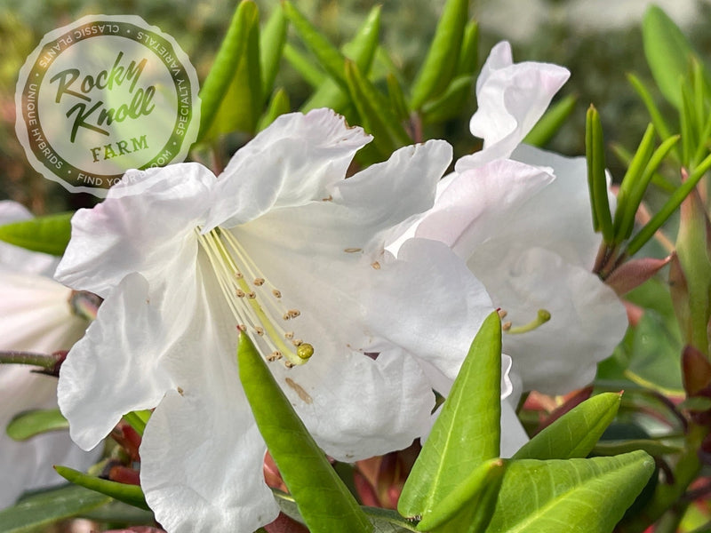 Kimberly plant from Rocky Knoll Farm