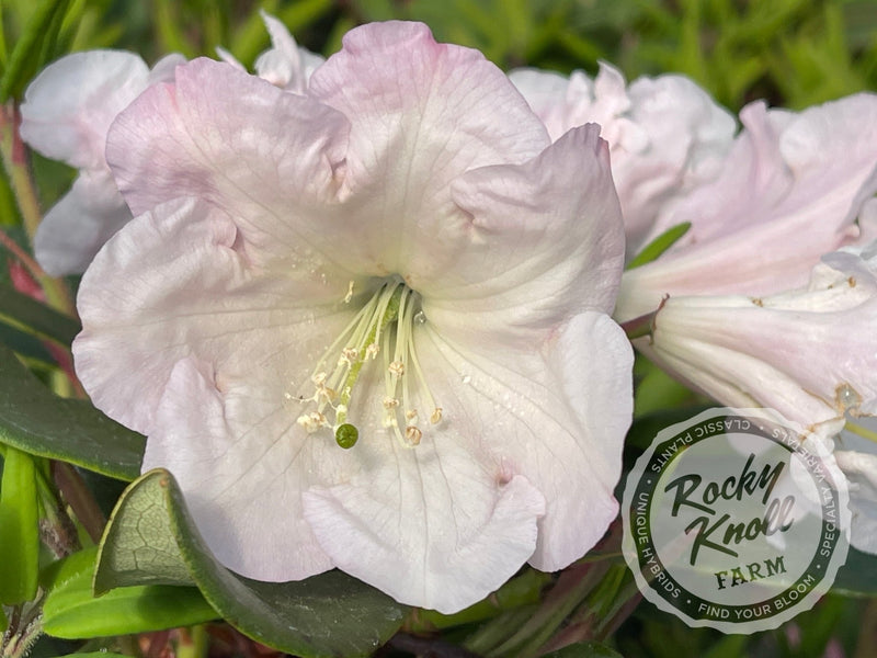 Kimberly plant from Rocky Knoll Farm