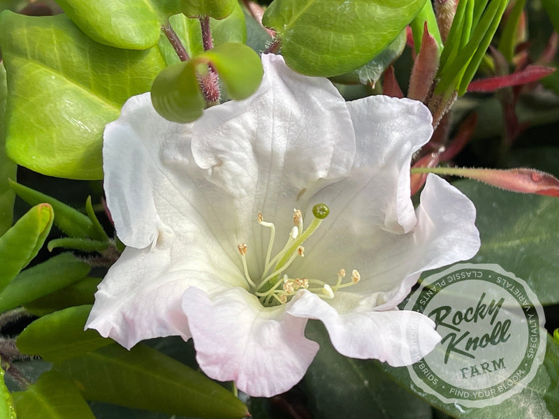 Kimberly plant from Rocky Knoll Farm
